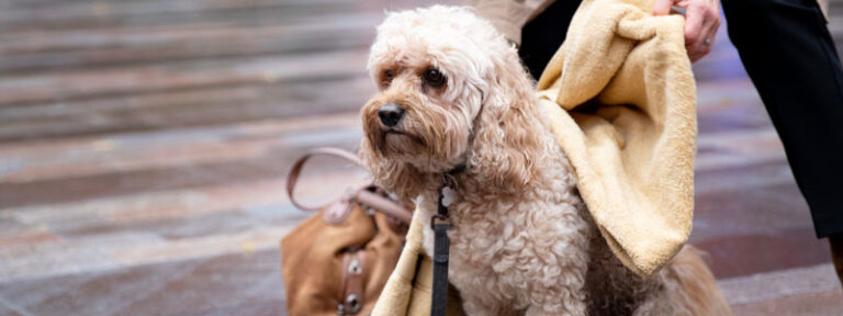 Paseos saludables  a tu perro en temporada de lluvia.