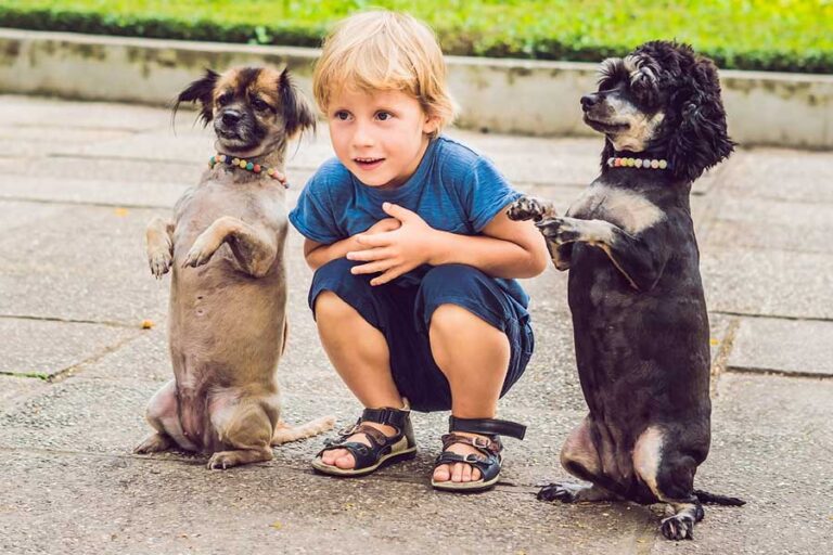 Cómo Presentar a un Cachorro a Niños y Otros Perros